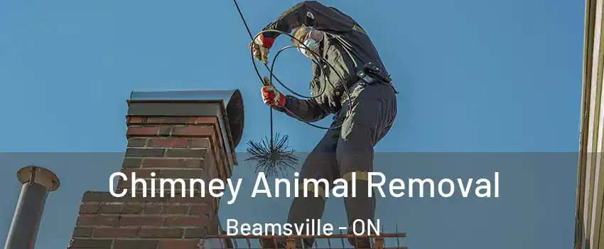  Chimney Animal Removal Beamsville - ON