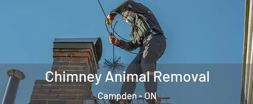  Chimney Animal Removal Campden - ON
