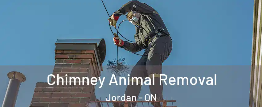 Chimney Animal Removal Jordan - ON