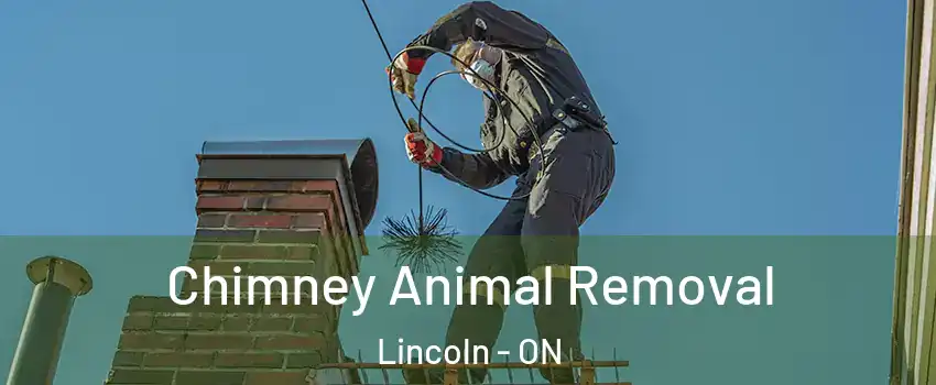  Chimney Animal Removal Lincoln - ON