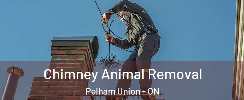 Chimney Animal Removal Pelham Union - ON