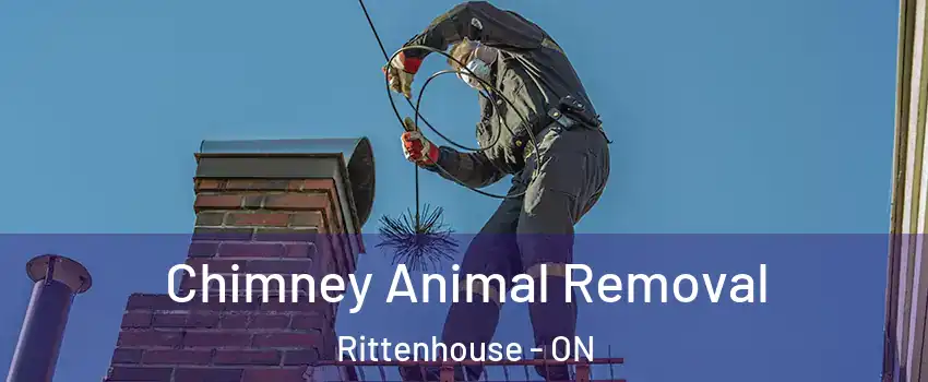  Chimney Animal Removal Rittenhouse - ON