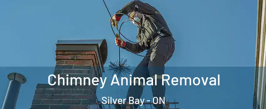  Chimney Animal Removal Silver Bay - ON