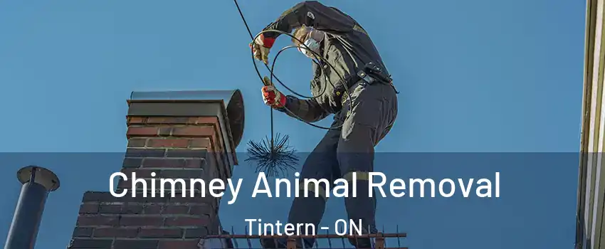  Chimney Animal Removal Tintern - ON
