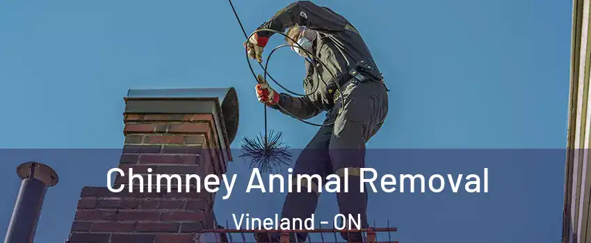  Chimney Animal Removal Vineland - ON
